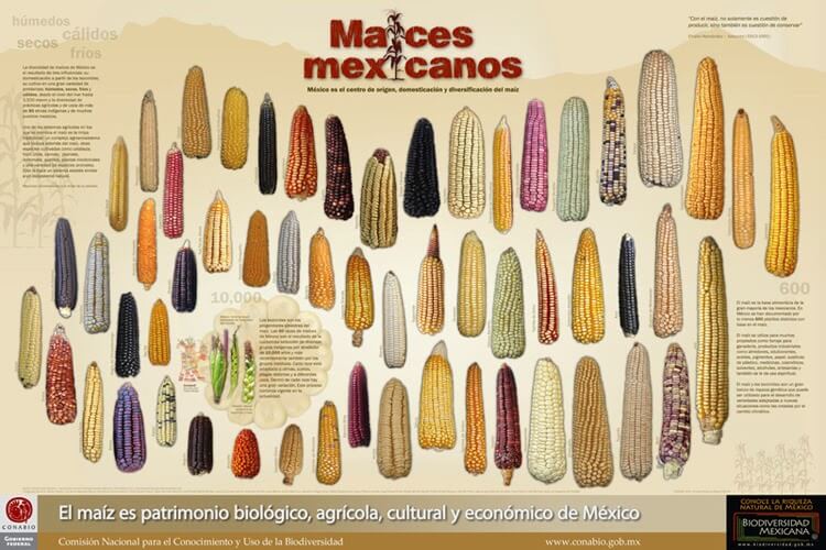 Estas son las 64 razas de maíz en México - Más de México