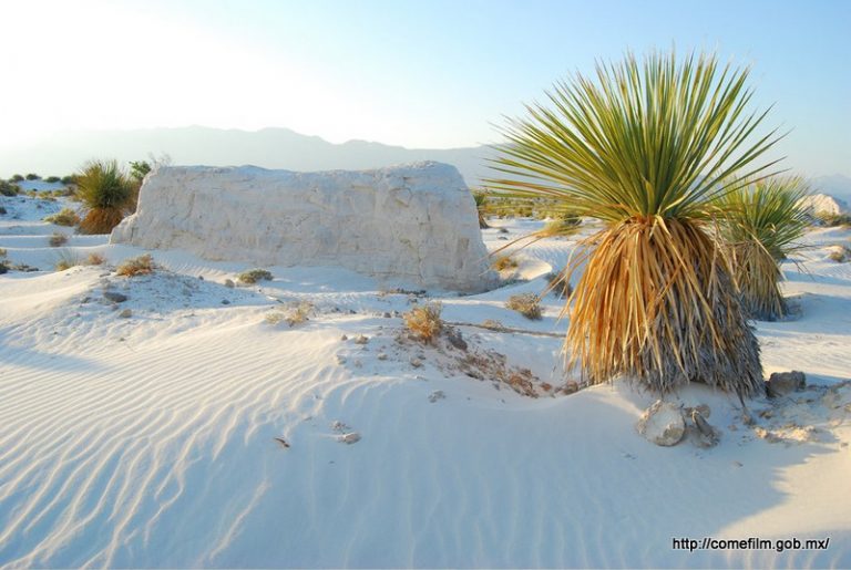 El Refulgente Desierto Blanco De Coahuila Impresionantes Dunas De Yeso