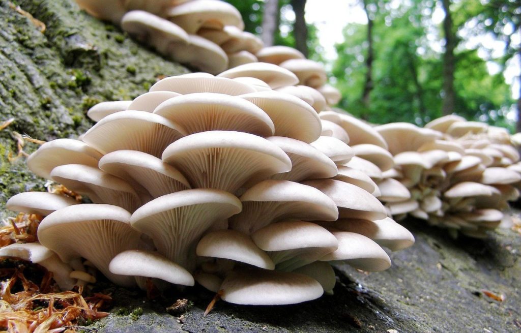 Hongos Silvestres Una Tradici N Recolectora De Los Tlahuicas M S De