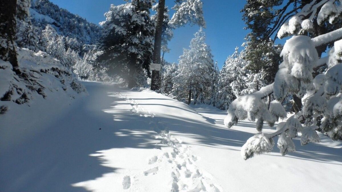 bosques de montería nieve en coahuila