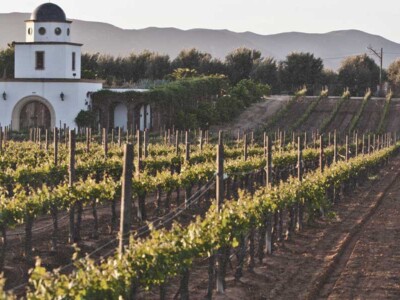ruta del vino, viñedos en Mexico, Baja California