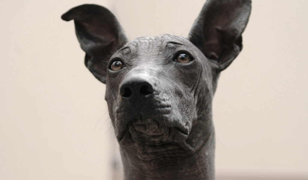 Raza De Perro Oriunda De Mexico