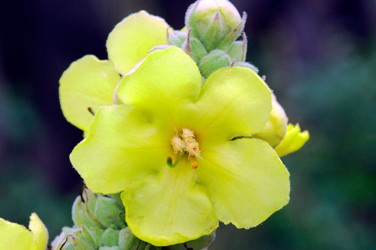 gordolobo medicina maya propiedades medicinales