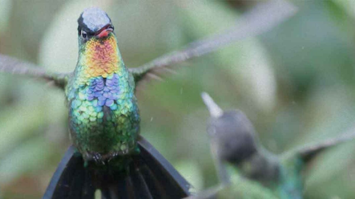 El colibrí, protector de los guerreros y mensajero de los dioses - Más de  México