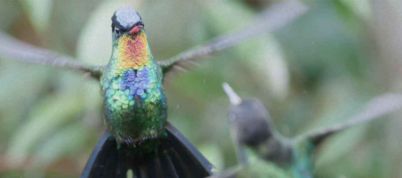 El colibrí, protector de los guerreros y mensajero de los dioses - Más de  México