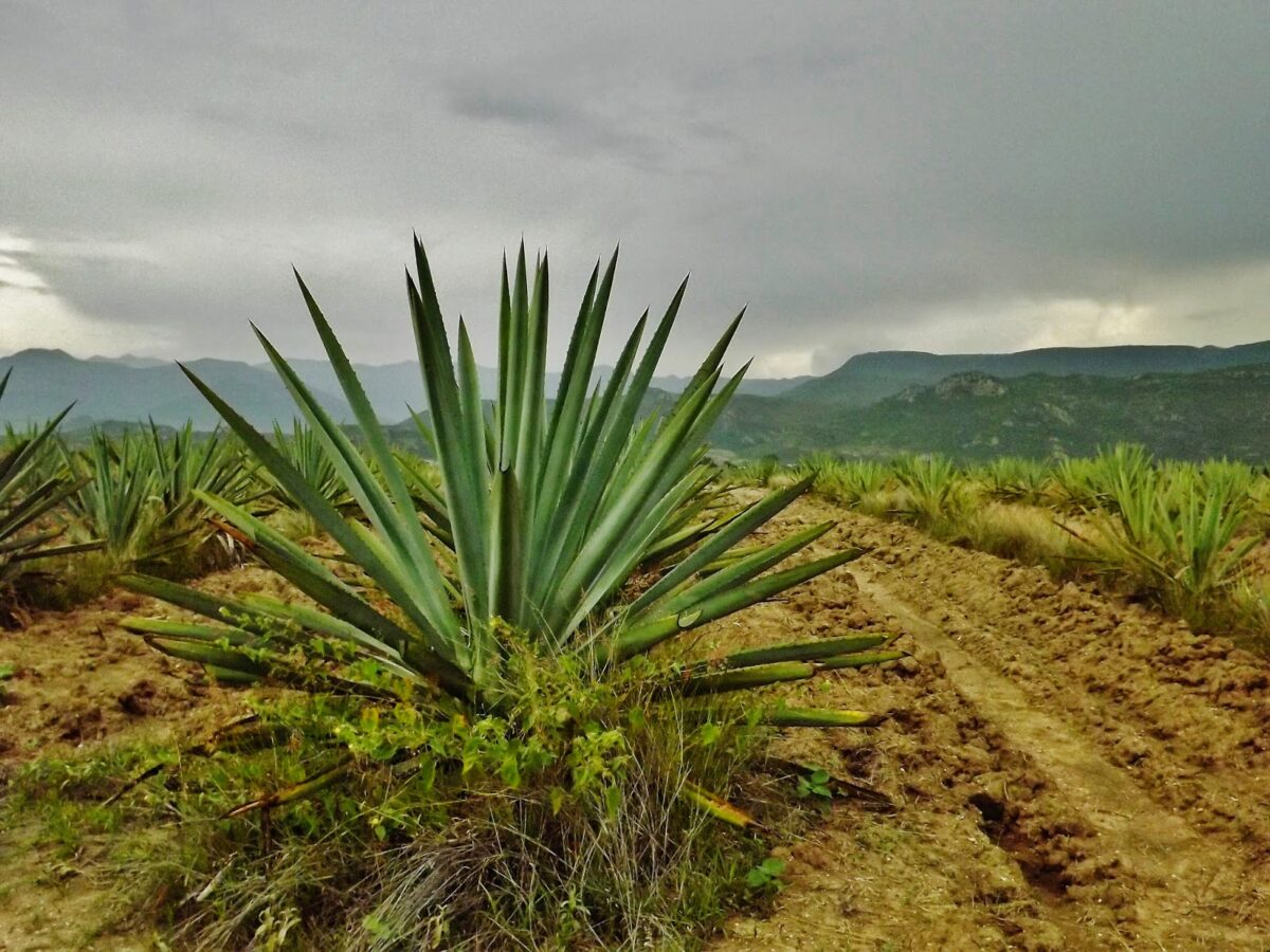 biblioteca de agave oaxaca
