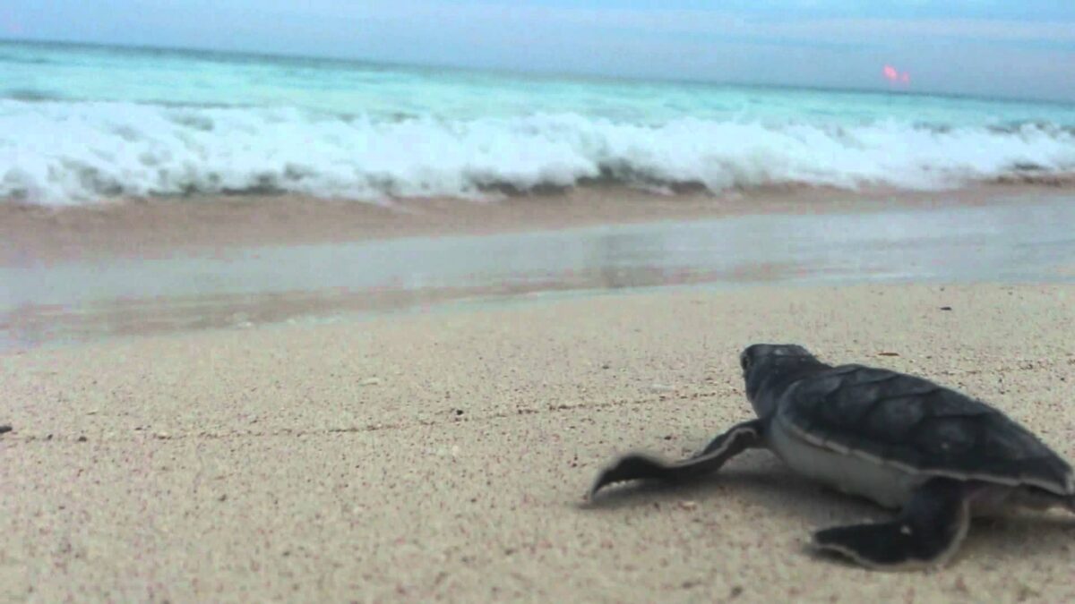 tortugas santuario Xcacel-Xcacelito