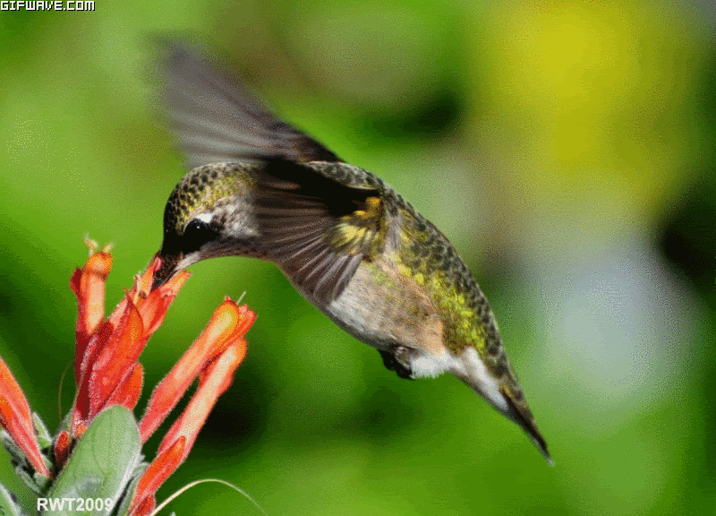 colibrí méxico prehispánico