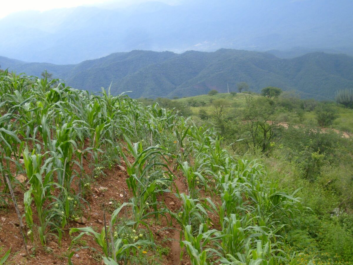 cultivos sierra mixteca méxico