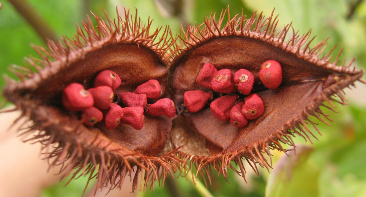 achiote propiedades