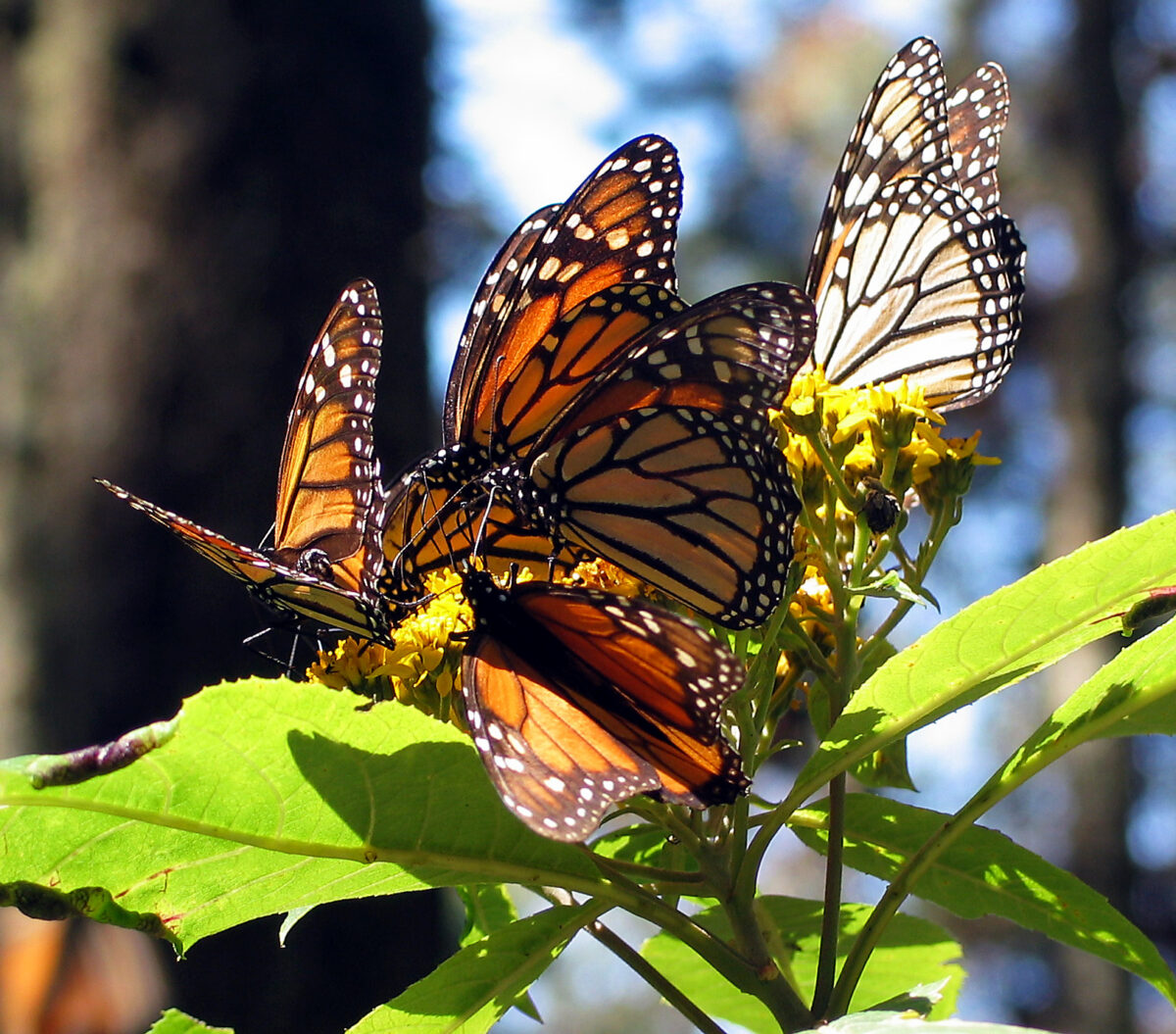mariposa monarca