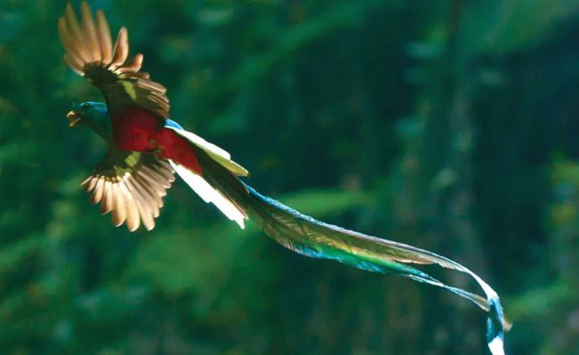quetzal animales mitológicos méxico