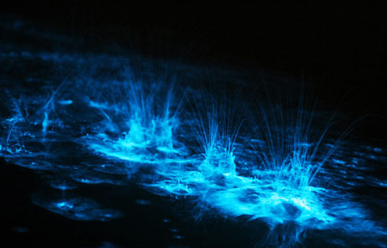 holbox bioluminiscencia playas méxico