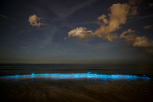 lagunas chacahua bioluminiscencia