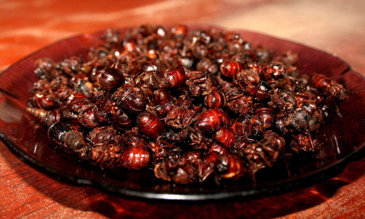alimentos nutritivos prehispánicos