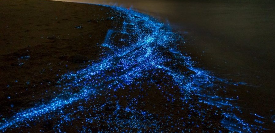 top-4-playas-bioluminscentes-de-mexico