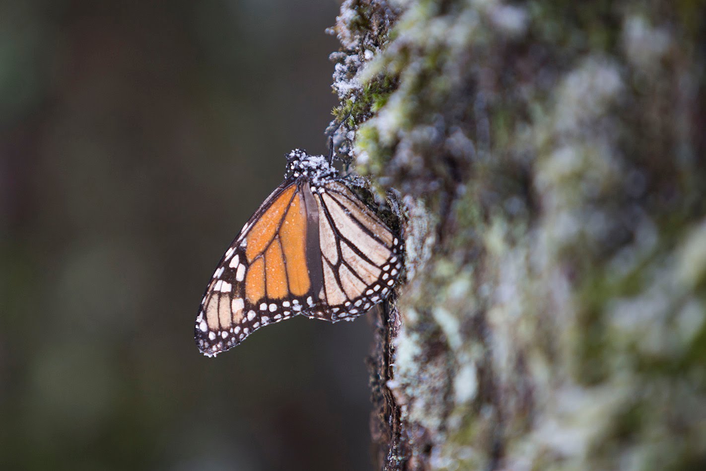 mariposa monarca congelada