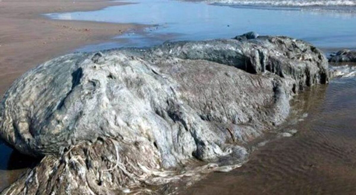 criatura misteriosa acapulco