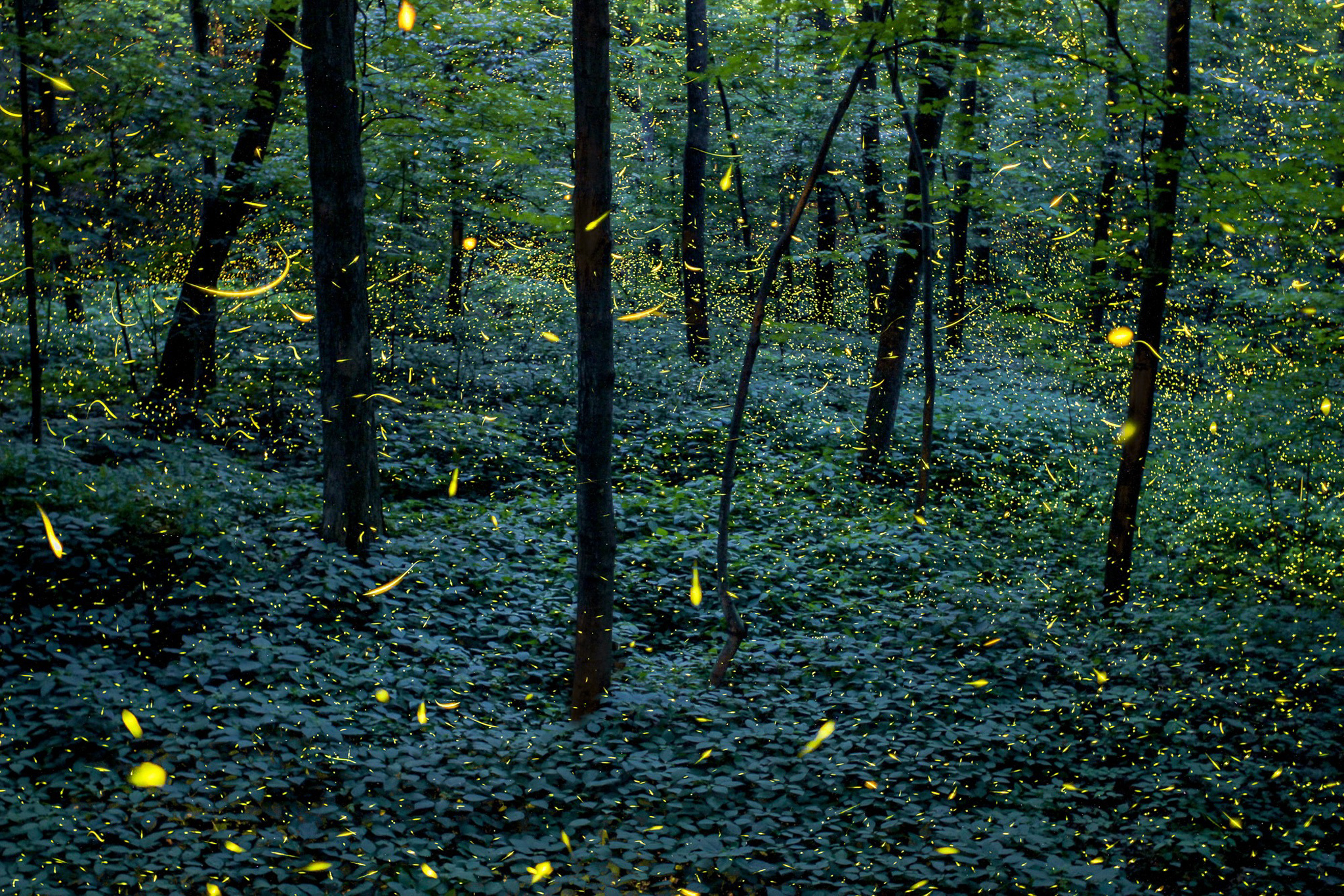 Conoce el idílico bosque de las luciérnagas en Tlaxcala - Más de México