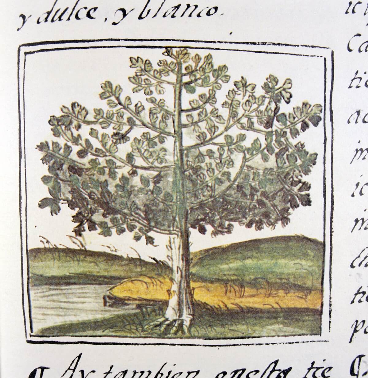codice florentino árbol