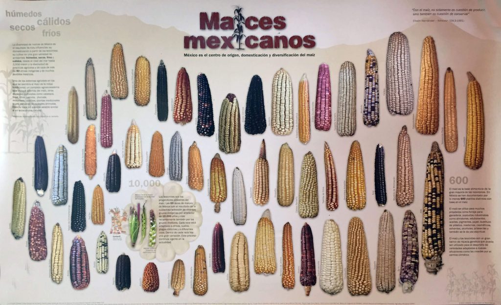 variedades del maíz