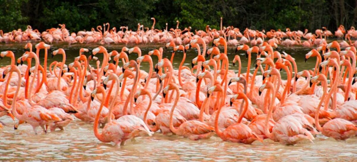 flamencos Biósfera Celestún