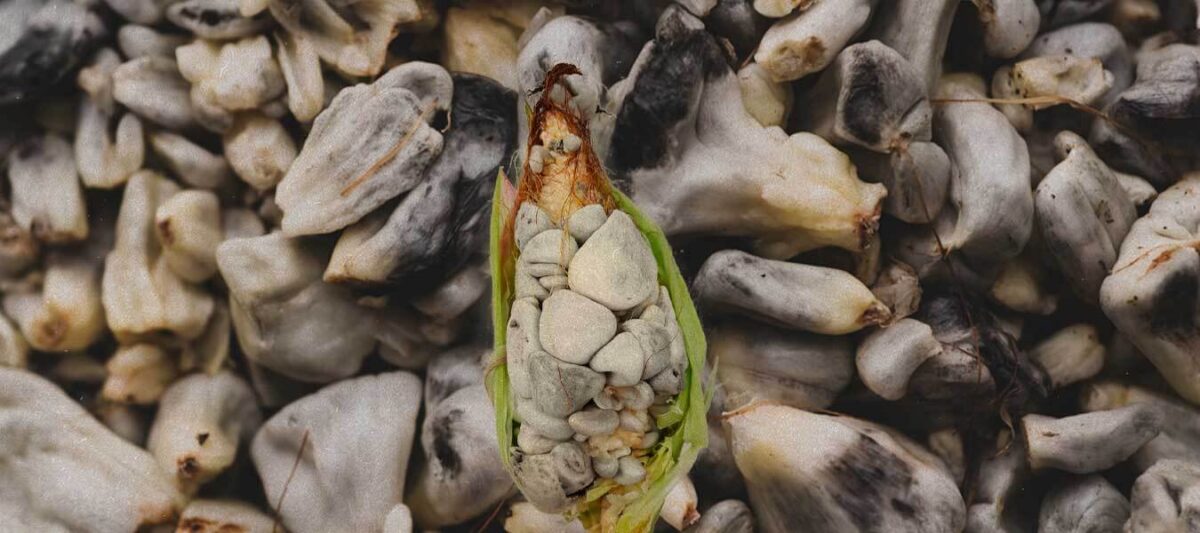 huitlacoche, maíz, alimento mexicano