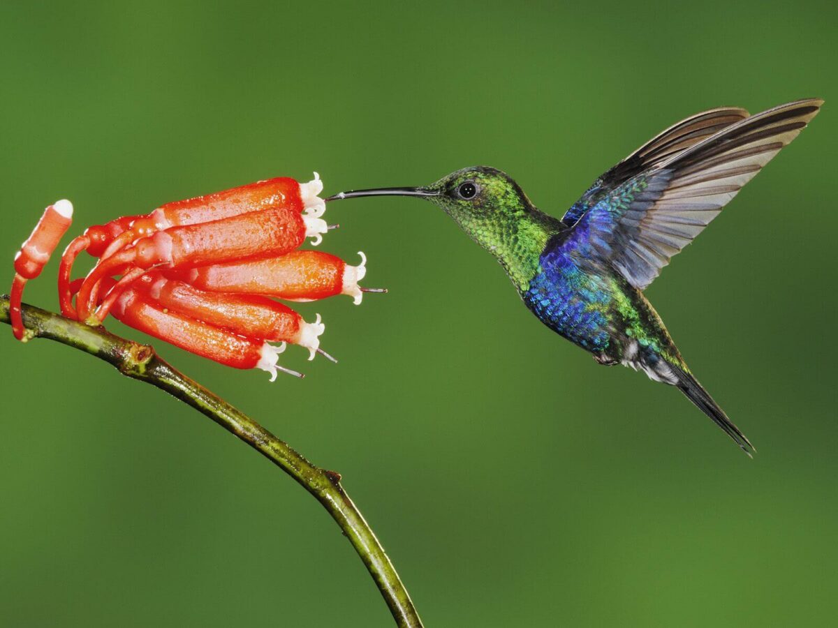 colibríes colibrí en méxico