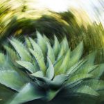 ganador Concurso Nacional de Fotografía de la Naturaleza méxico