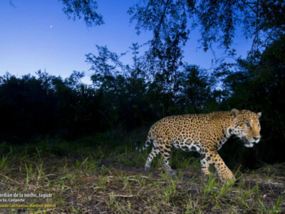 jaguar fernando constantino