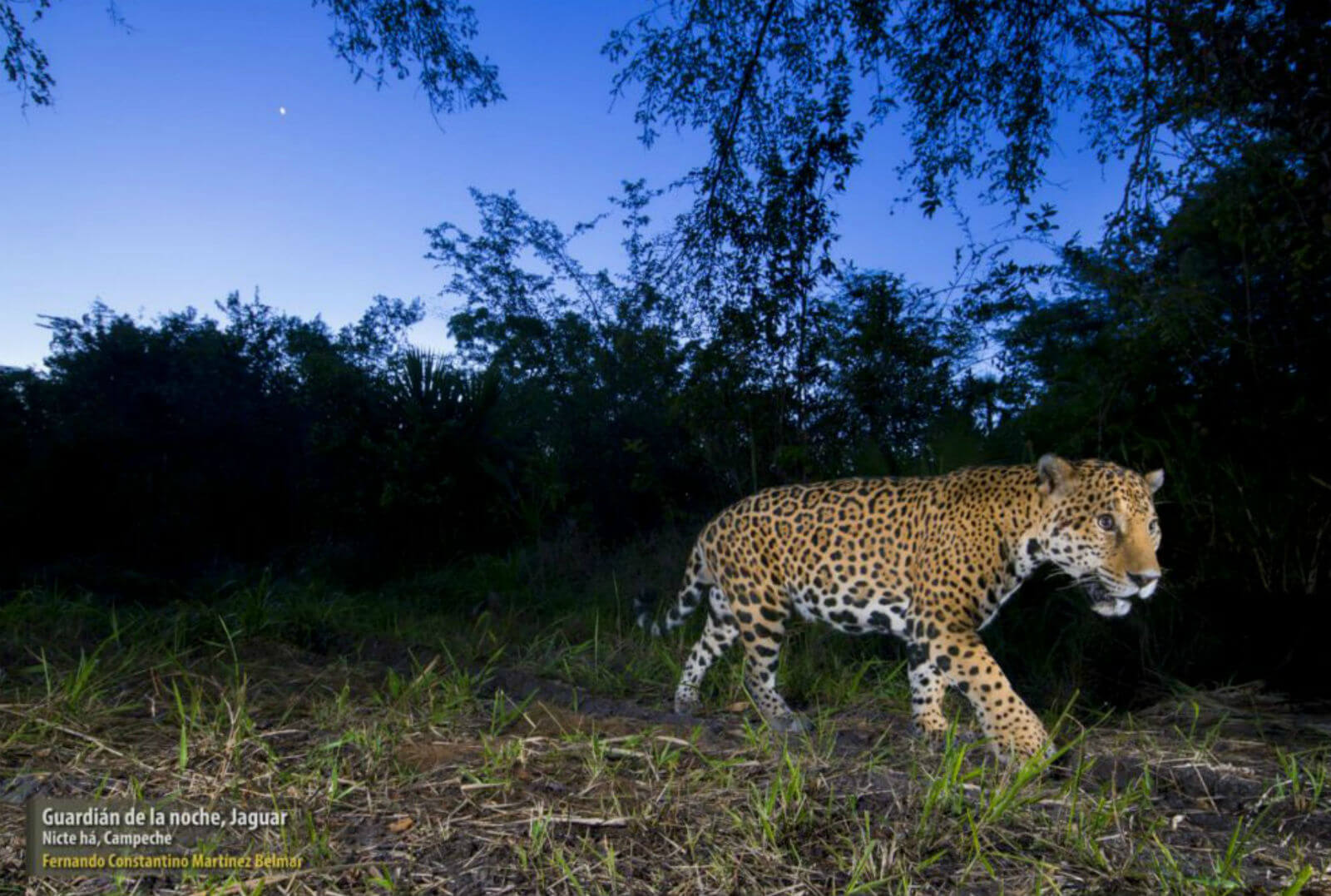 jaguar fernando constantino