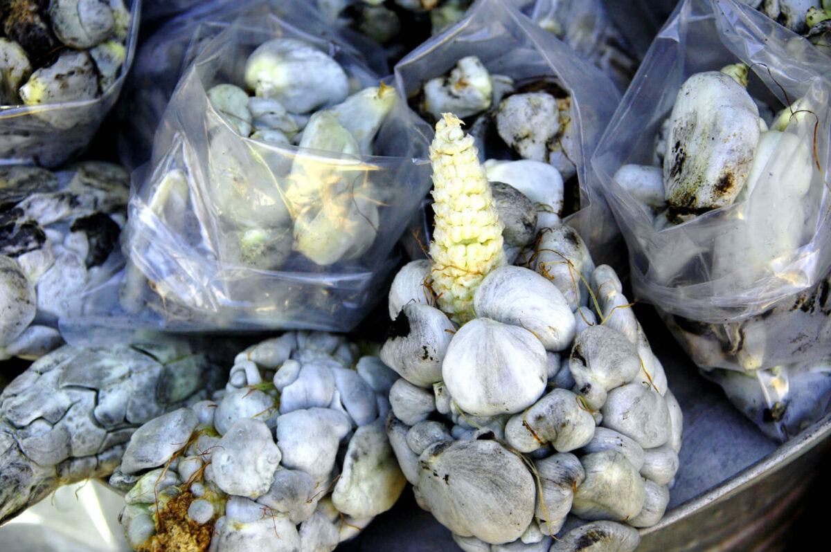 huitlacoche mole