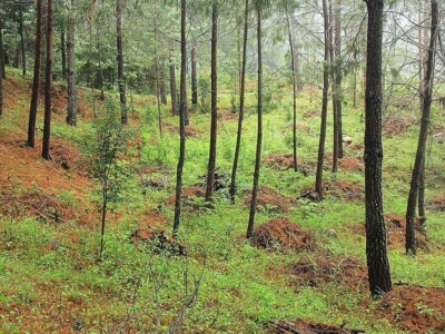 Laatzi Du bosque sustentable oaxaca