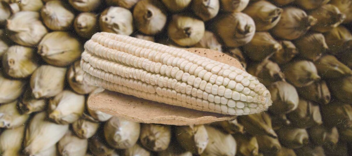 Beneficios del maíz, elote cacahuacintle, diversidad de maíz