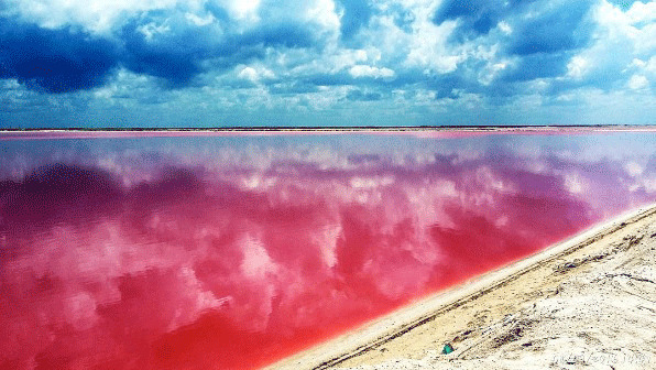 El Improbable Y Asombroso Lago Rosa De Yucatán Fotos Más De México