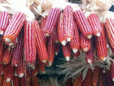 maíz cultivo macetas Jornada Milpa Sustentable
