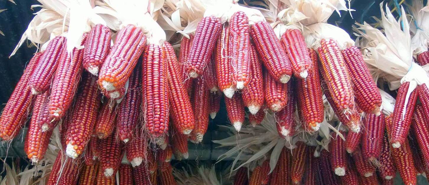 maíz cultivo macetas Jornada Milpa Sustentable