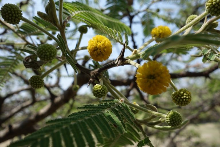 El árbol del Tepezcohuite y sus bondades sanadoras - Más de México