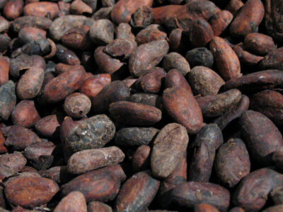 cacao historia usos