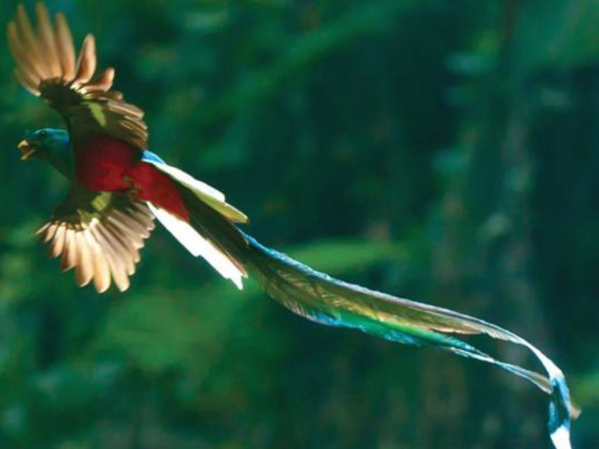 7 Cosas Que No Sabias Del Majestuoso Quetzal