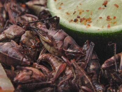 alimentos mexicanos, alimentos prehispanicos. proteina vegetal