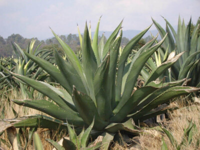 maguey agave especies tipos mexico