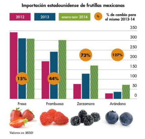 cultivo frutillas bosque mexico sustentabilidad