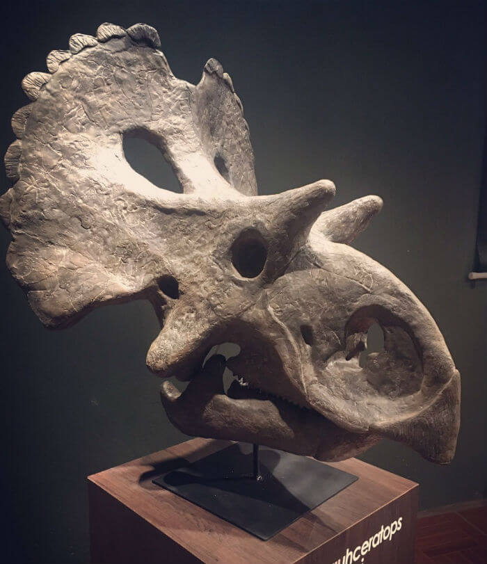 nuevo dinosaurio coahuila mexico Yehuecauhceratops 1