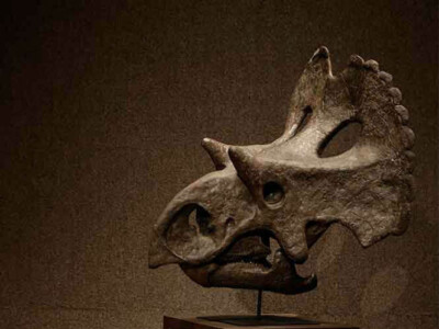 nuevo dinosaurio coahuila mexico yehuecauhceratops