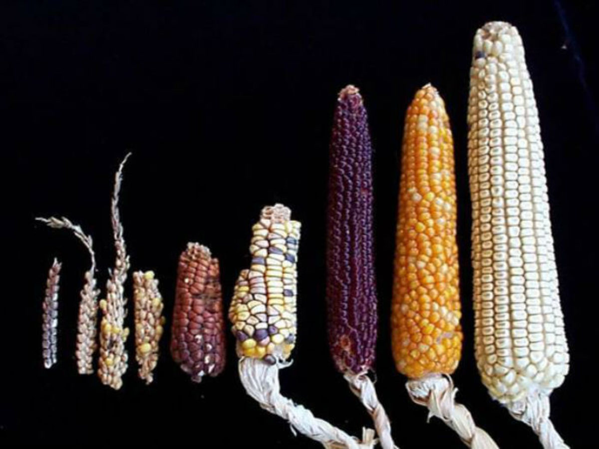 Un recorrido por la historia del teocintle, el antepasado del maíz
