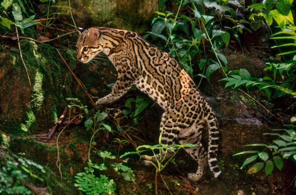 5 imágenes de la vida salvaje de México elegidas por Nat Geo (FOTOS