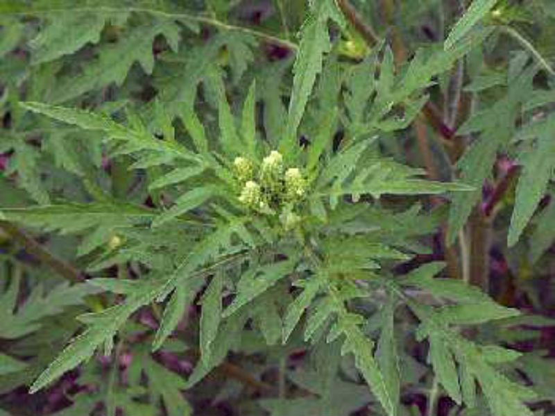 plantas medicinales milpa