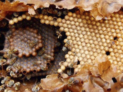 miel-melipona-abejas-panal