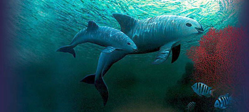 delfines salvaran vaquita marina 